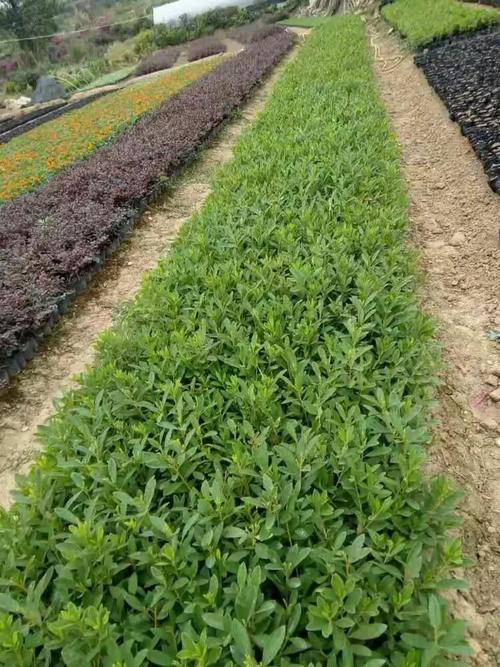 贵州鸿美园林:绿化苗木种植销售和绿化工程设计.施工.养护