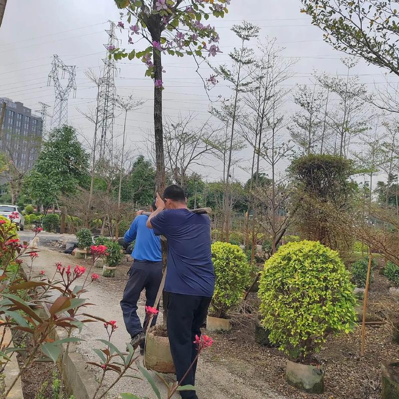 #园林绿化工程 #专业的事交给专业的人来做更靠谱 #施工现场